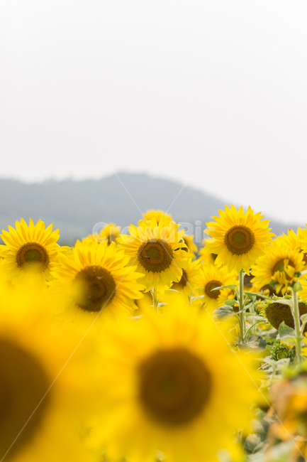 해바라기,해바라기밭,노란꽃,sunflower,자연,풍경,flower,꽃,식물,자연,plants,nature,꽃,flower