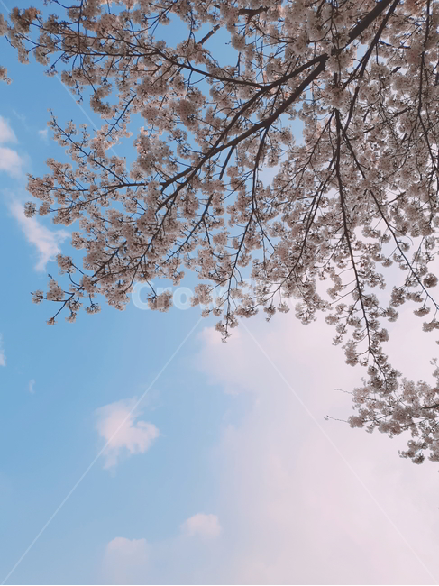 벚꽃,나무,벚꽃나무,꽃,자연,풍경,하늘,봄,계절,spring,season,식물,자연,plants,nature,나무,trees,wood,plant,blossom,cherry blossom,flower