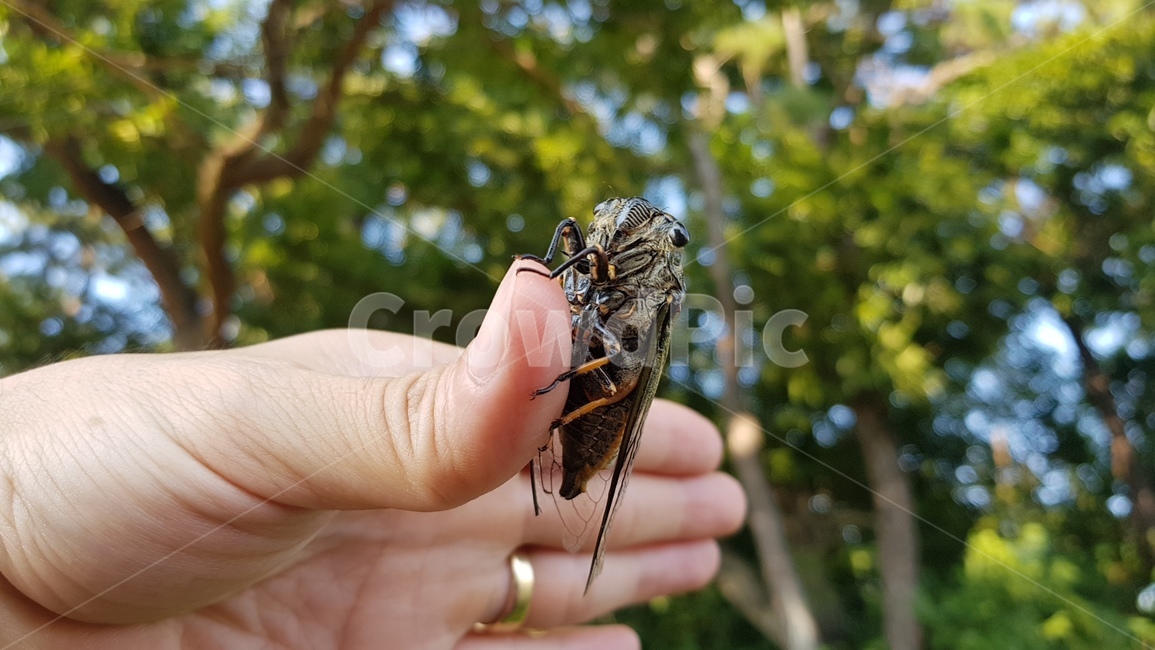 매미,매미유충,여름,매미채집,매미얼굴,동물,animal,곤충,벌레,insect,bug,사람,인물,인간,human,person,신체일부,몸,body