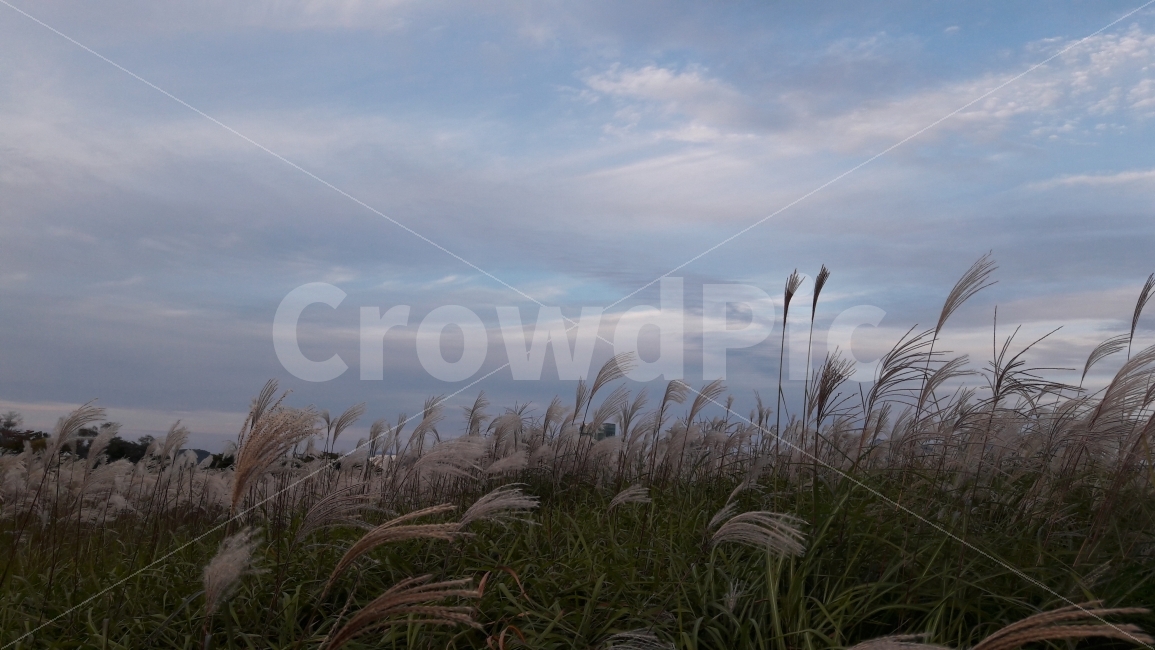 상암동,억새풀,하늘공원,파란하늘,구름,가을,계절,fall,autumn,season,자연,풍경,nature,landscape,grass,잔디,plant,식물,lawn,reed,갈대