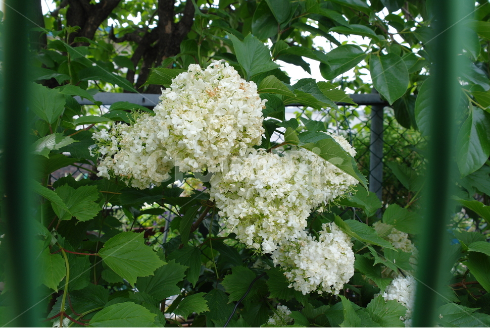 꽃,자연,white,flower,spring