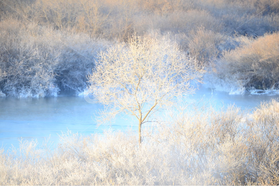 상고대,물안개,겨울,나무,소양호,춘천,겨울,계절,winter,season,자연,풍경,nature,landscape