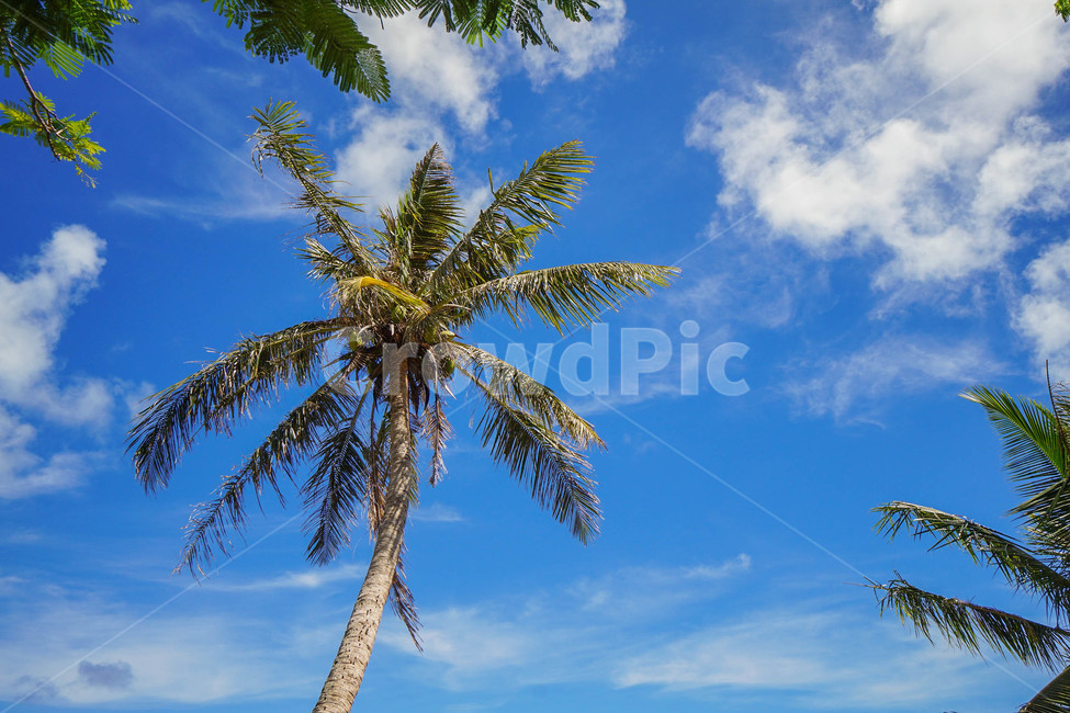 야자수,파란하늘,휴양지,여름,palm,자연,휴가,괌,맑음,vacation,나무,trees,wood
