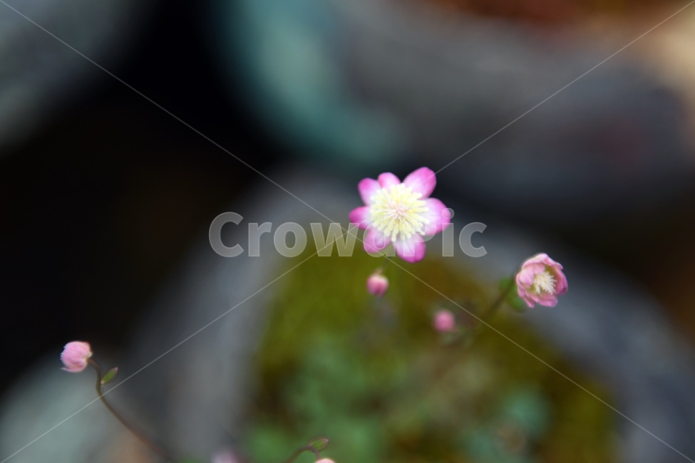 식물,꽃,감성사진,자연,flower,꽃사진,봄,봄꽃,계절,감성,4월,spring,힐링,자연풍경,풍경,봄,계절,spring,season,식물,자연,plants,nature,꽃,flower,geranium,제라늄,plant,blossom,anther,꽃밥