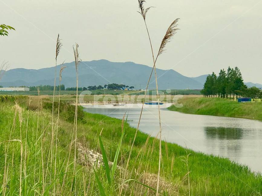 식물,plant,outdoors,강가,자역
