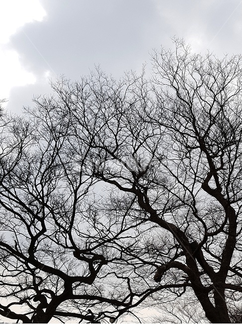 나무,식물,마른나무,겨울나무,나무가지,식물,자연,plants,nature,나무,trees,wood