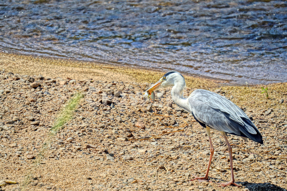 왜가리,새,동물,조류,bird,animal,서울,중랑천,강,흐르는물,자연,nature,풍경,landscape,6월,여름,river,하천,june,seoul,강변,summer,물고기,fish,사냥,먹이,hunt,hunting,강가,모래사장,철새,동물,animal,조류,새,birds