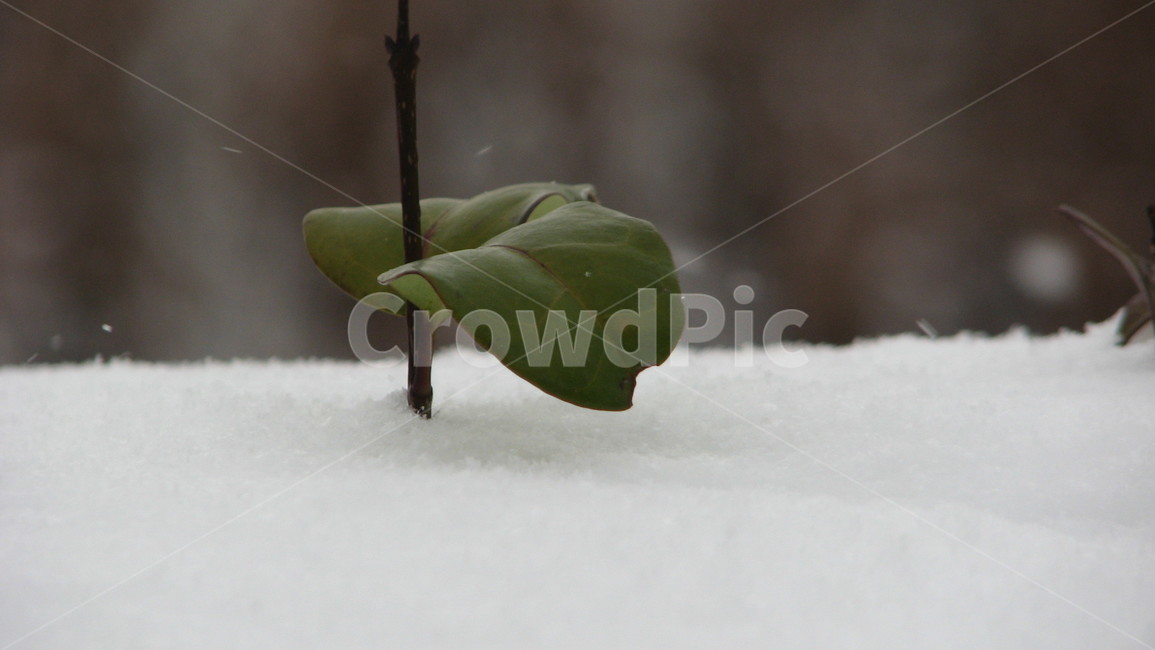 plant,식물,leaf,잎,겨울,겨울,계절,winter,season