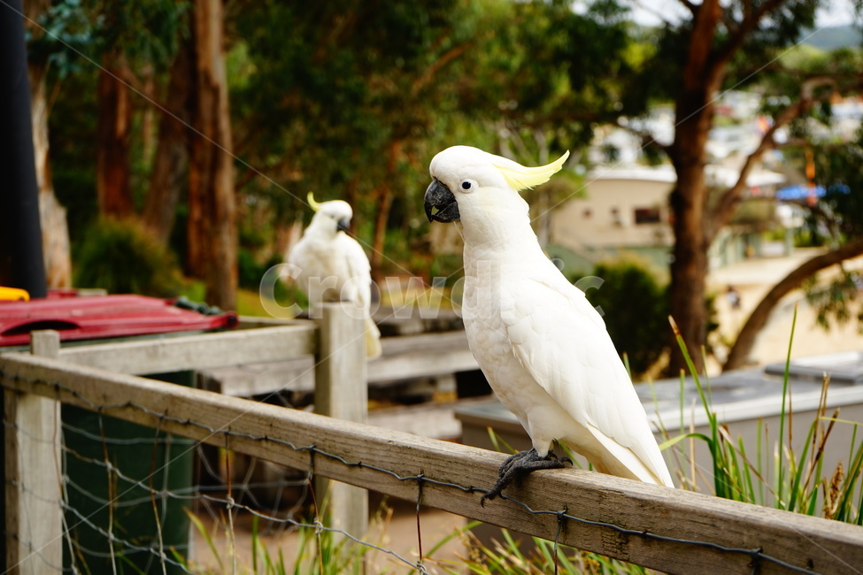 cockattos,animal,동물,bird,새,조류,코카두,코카투