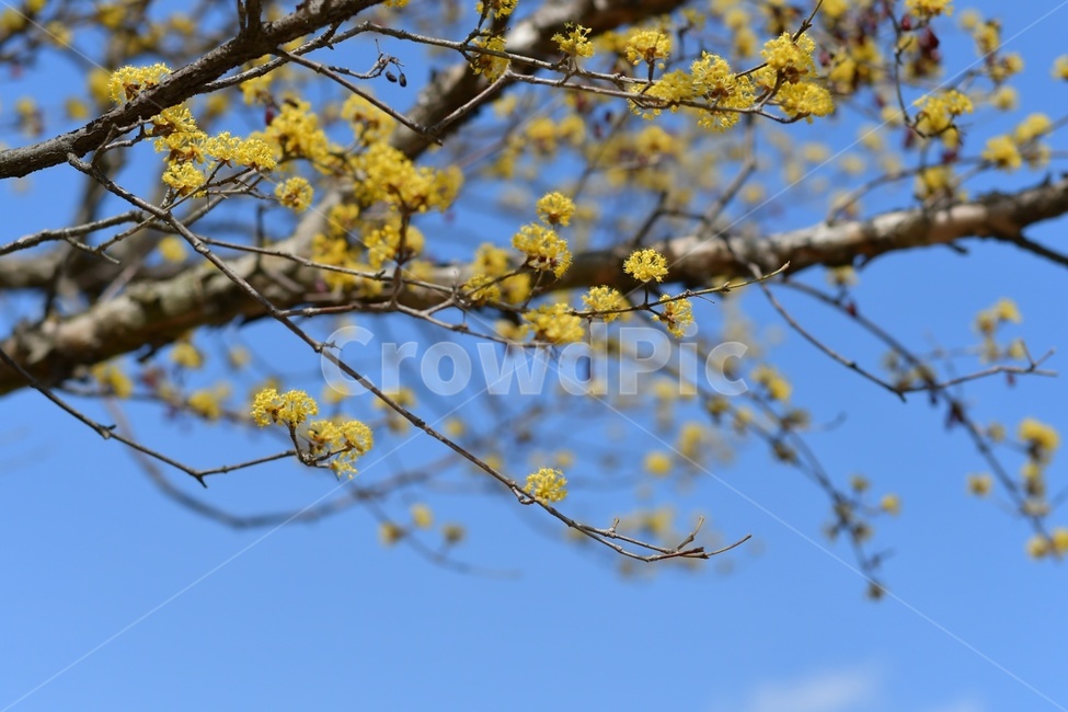 봄,꽃,나무,자연,하늘,힐링,spring,plants,flower,nature,sky,봄,계절,spring,season,식물,자연,plants,nature,꽃,flower