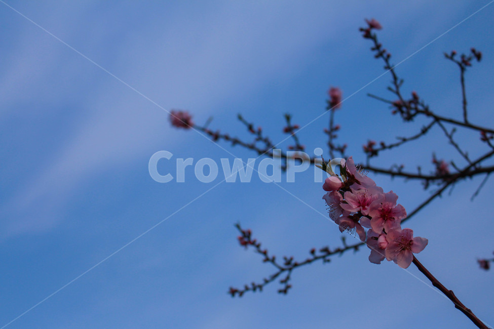 벚꽃,접사,핑크,봄,계절,감성,꽃,식물,nature,cherryblossoms,자연,하늘,sky,구름,꽃봉오리,봄,계절,spring,season,식물,자연,plants,nature,꽃,flower,plant,blossom
