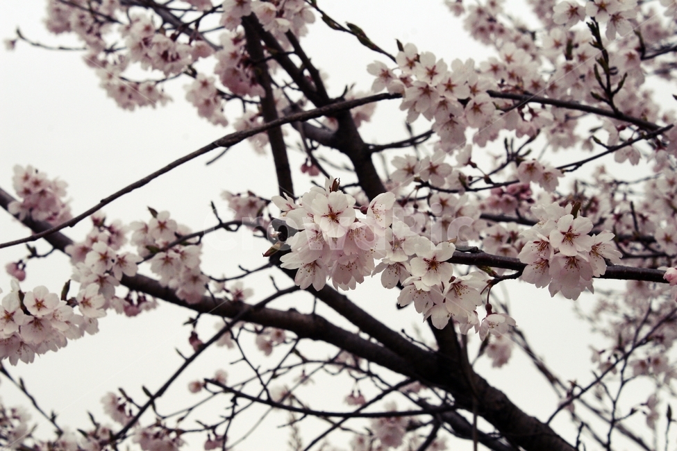 plant,식물,flower,꽃,blossom,식물,자연,plants,nature,꽃,flower