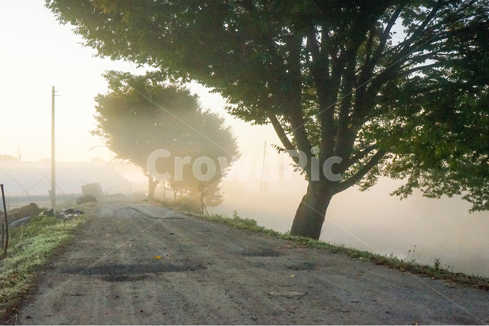 길,제방,농로,안개,새벽,나무,풍경,자연,풍경,nature,landscape,weather,날씨,outdoors,옥외