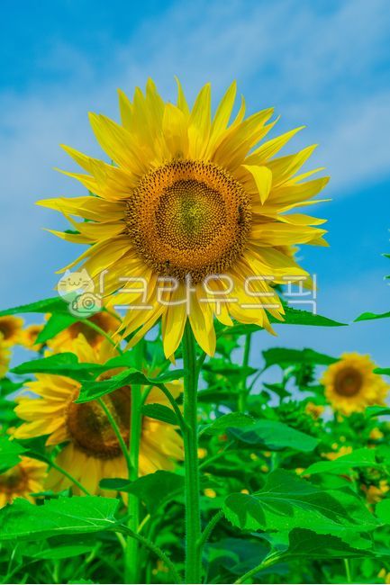 해바라기,식물,꽃,여름식물,잎,여름꽃,실외,자연,여름,summer,season,plants,nature,flower,plant