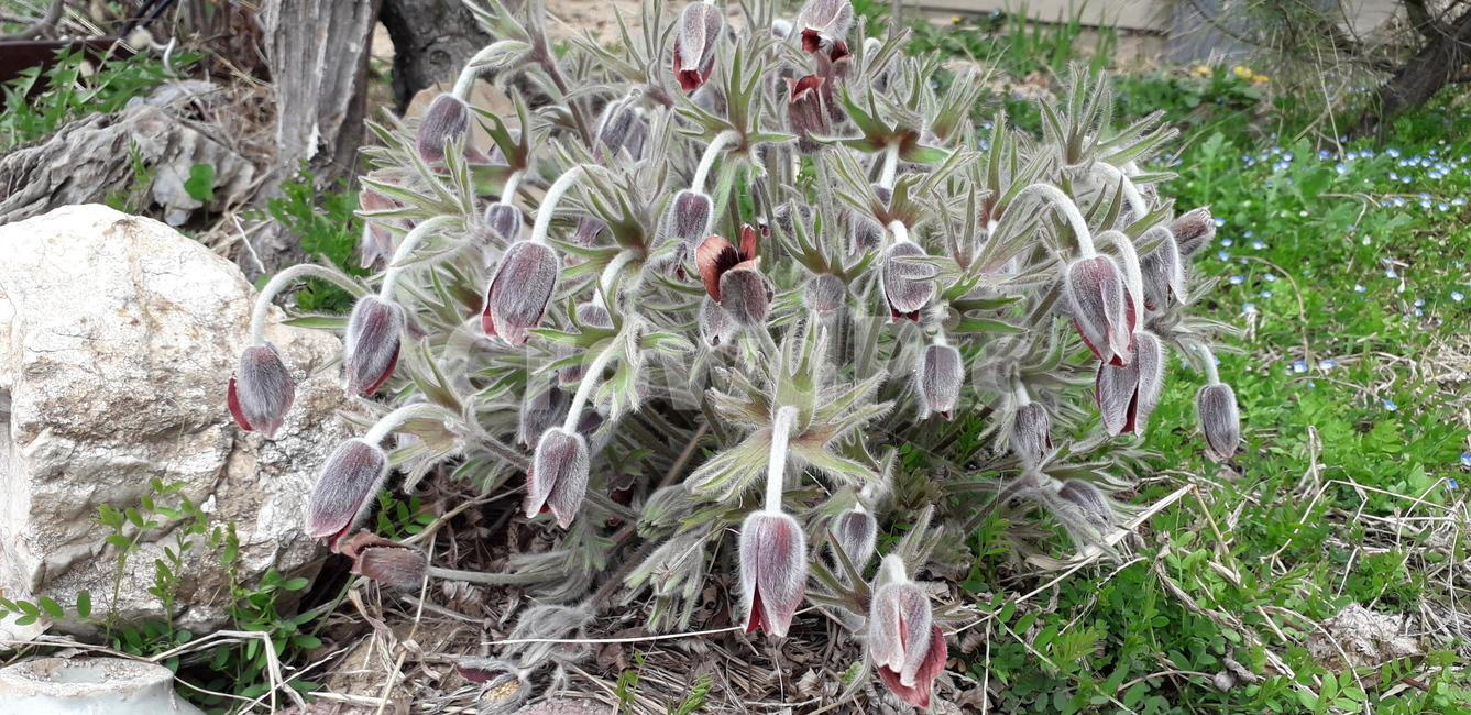 할머니,꽃,자연,멋,아름다움,노년,풀,식물,자연,plants,nature,꽃,flower
