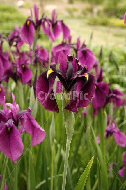 꽃창포,식물,flower,plants,nature,꽃,꽃봉오리,꽃밭,식물,자연,plants,nature,꽃,flower