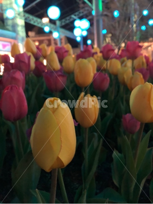 튜립,꽃,예쁨주의,꽃하나,노란꽃,빨간꽃