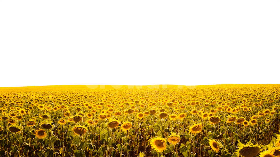 해바라기,스페인,sunflower,flower,하늘,landscape,voyage,adventure,모험,풍경,nature,자연