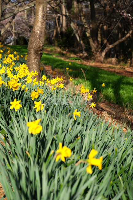 봄꽃,꽃배경,beautiful,blooming,colorful,garden,greenleavesbackground,natural,plant,season,spring,wildflowers,yellowflower,들꽃,식물,자연,plants,nature,꽃,flower