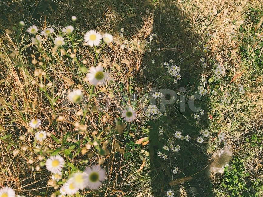 사진,자연,꽃,산책,감성사진,그림자,아이폰,길,포토,자연사진,꽃사진,photo,photography,iphone,road,natural,flower,walk,day,식물,자연,plants,nature,꽃,flower,감성,sensible,feeling