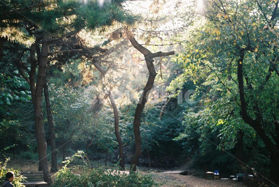 나무,빛,태양빛,공원,숲,자연,감성,자연,풍경,nature,landscape