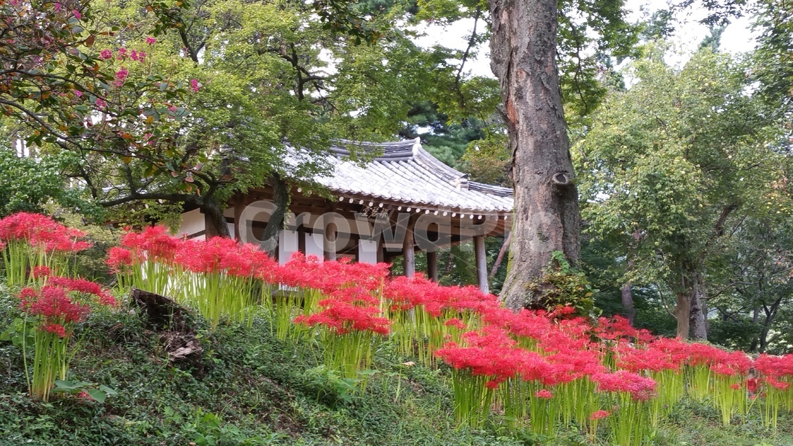 garden,정원,옥외,outdoors,꽃무릇,식물,자연,plants,nature,꽃,flower