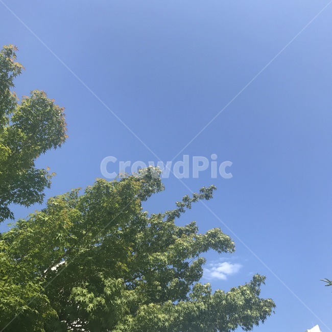 나무,하늘,구름,초록색,sky,tree,cloud