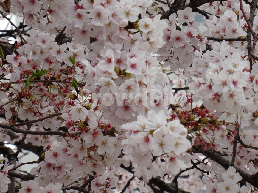 꽃,벛꽃,식물,나무,꽃나무,하얀색,분홍색,분홍꽃,하얀꽃,봄,계절,spring,season,식물,자연,plants,nature,꽃,flower,plant,blossom,cherry blossom,벚꽃