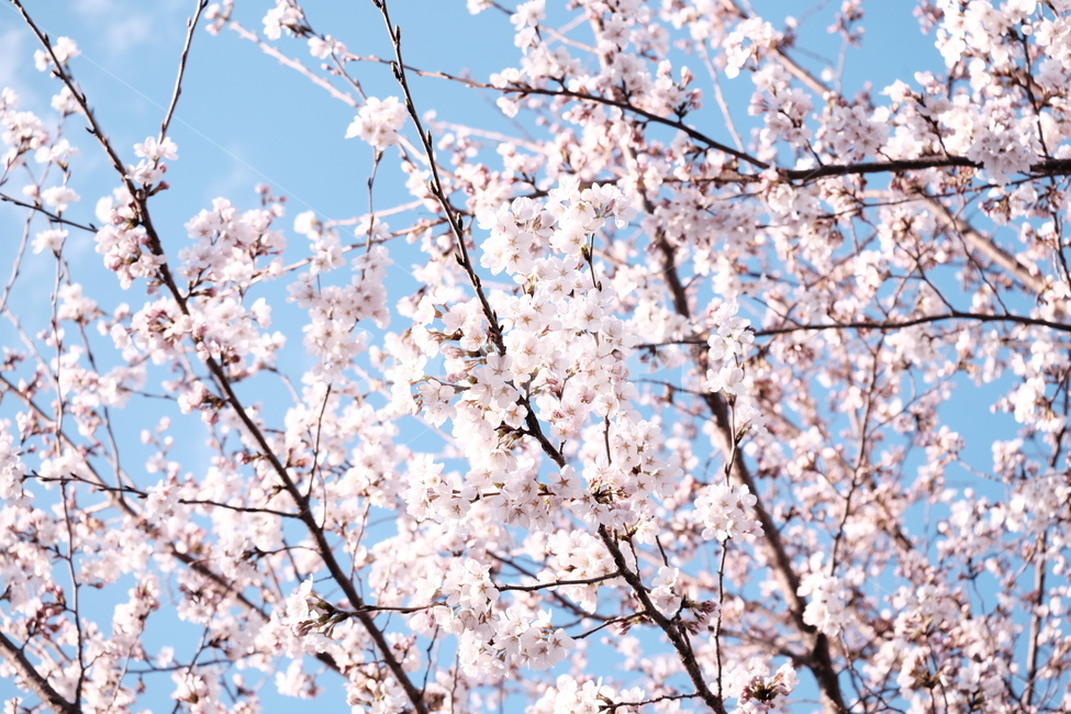 벚꽃,봄꽃,cherryblossom,분홍색꽃,하늘,꽃과하늘,봄하늘,봄,계절,spring,season,식물,자연,plants,nature,꽃,flower,plant,blossom