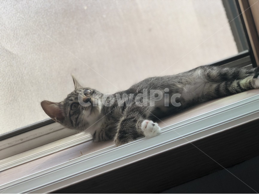 고양이,반려,묘,아기고양이,냥이,집냥이,길냥이,코숏,털,동물,반려묘,냥냥이