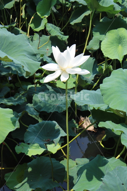 연꽃,한송이,초록색,흰색,자연,식물,연잎