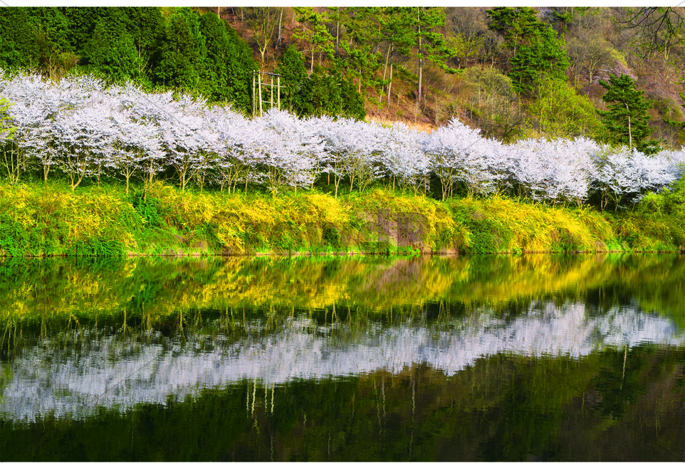 강가,반사,벚꽃,개나리,봄풍경,자연,풍경,nature,landscape,한국자연풍경,한국자연경관,korea nature landscape,식물,plants,꽃,flower,plant,outdoors,옥외
