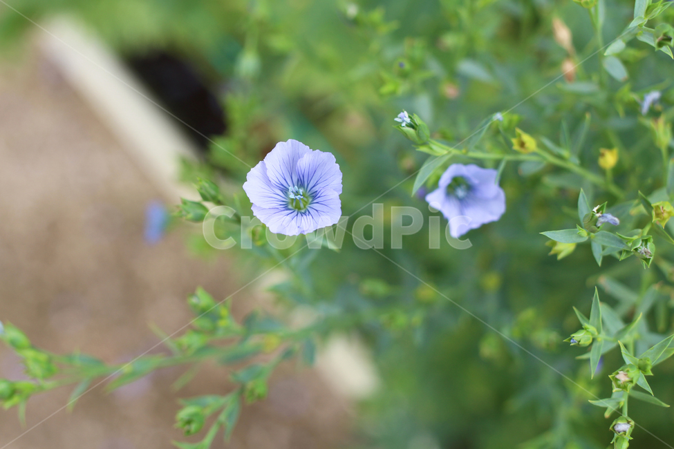 꽃,식물,flowers,plants,보라꽃,식물,자연,plants,nature,꽃,flower
