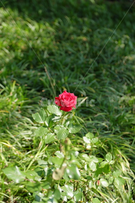 장미,장미꽃,빨간장미,분홍장미,rose,flower,아름다움,5월,6월