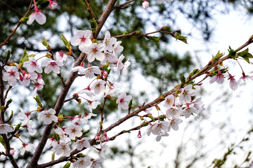 plant,식물,blossom,꽃,flower,벚꽃,나무,봄,계절,spring,season