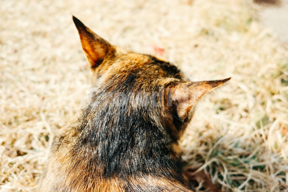 고양이,길고양이,길냥이,cat,냥이,동물,냥냥펀치,동물,animal,포유류,mammal,고양이,cat,kitten,kitty