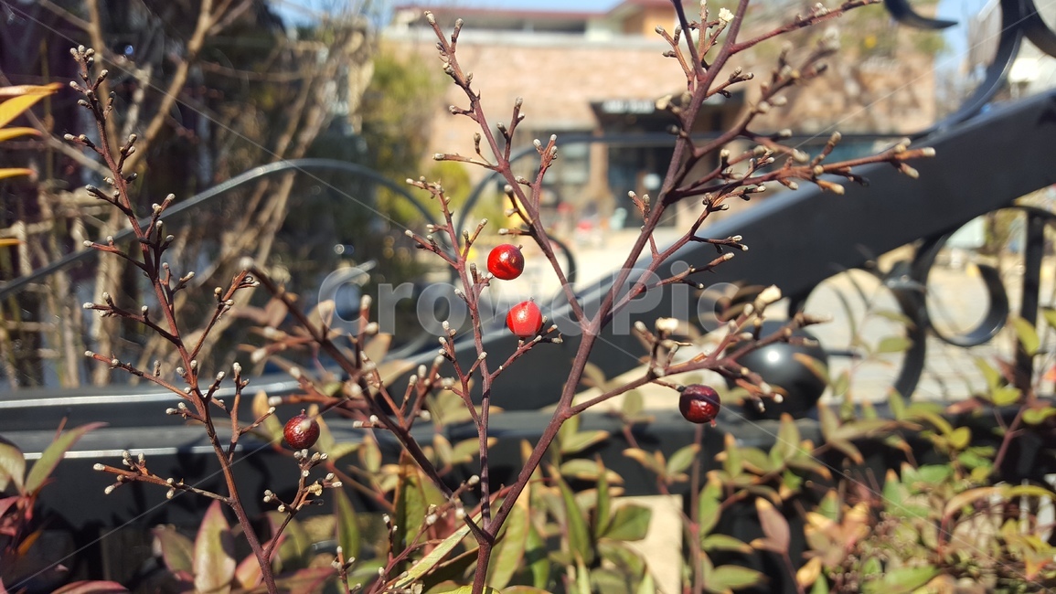 겨울,열매,생명력,빨강,희망,식물,자연,plants,nature,과일,열매,fruit