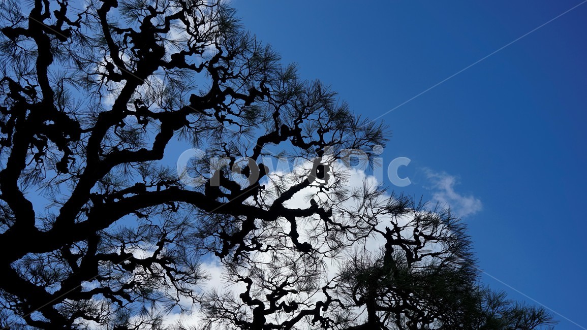 소나무,자연,하늘,가지,솔잎,pinetree,nature,sky,branches,cloudy,리쓰린공원,일본,가가와현,Ritsturingarden,Kagawa,Japan,식물,자연,plants,nature,나무,trees,wood