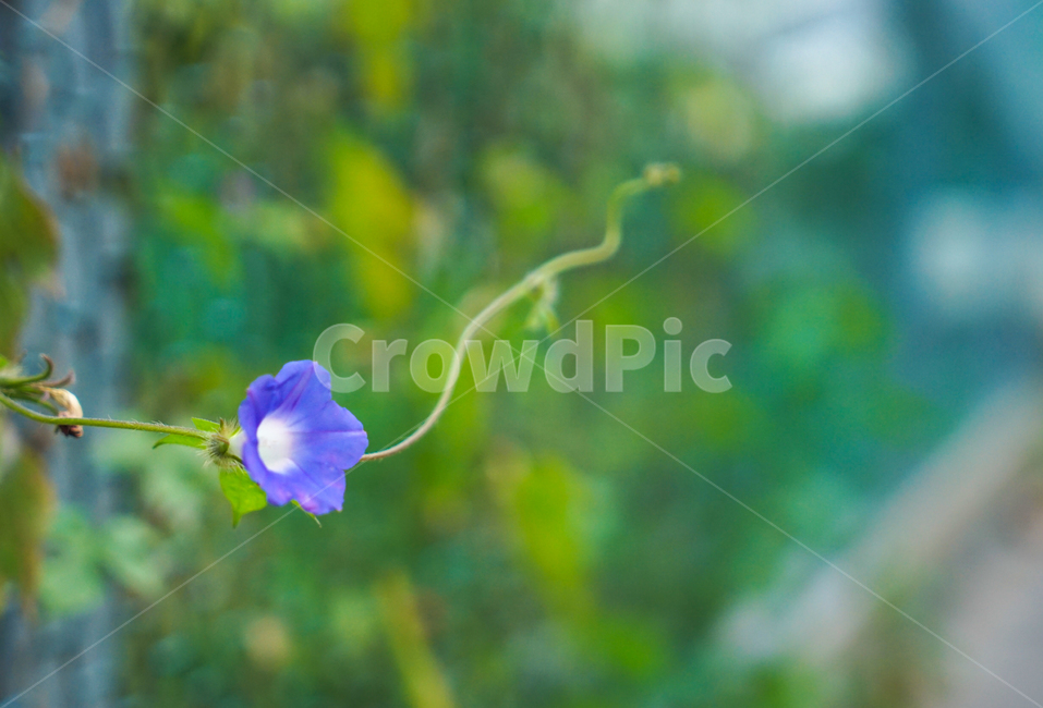 꽃,식물,나팔꽃,자연,애생화,가을,넝쿨,담장,울타리,식물,자연,plants,nature,꽃,flower