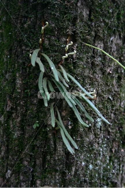 우단일엽초,고란촛과,양치식물,상록,여러해살이풀,야생초,식물,자연,plants,nature