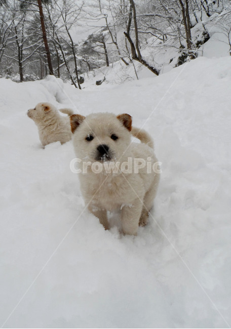 강아지,동물,시골개,인절미,눈,멍멍이,눈오는날,댕댕이,시골강아지,새끼,새끼강아지