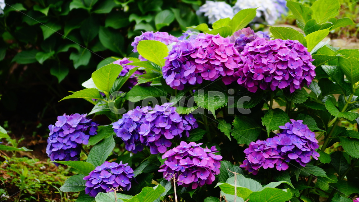수국,수국꽃,꽃,꽃사진,식물,식물,자연,plants,nature,꽃,flower