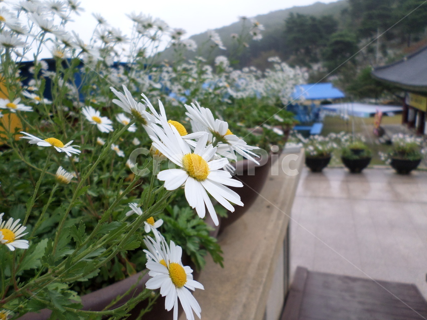 가을,영평사,구절초,하늘을향해,청량함,식물,자연,plants,nature,꽃,flower