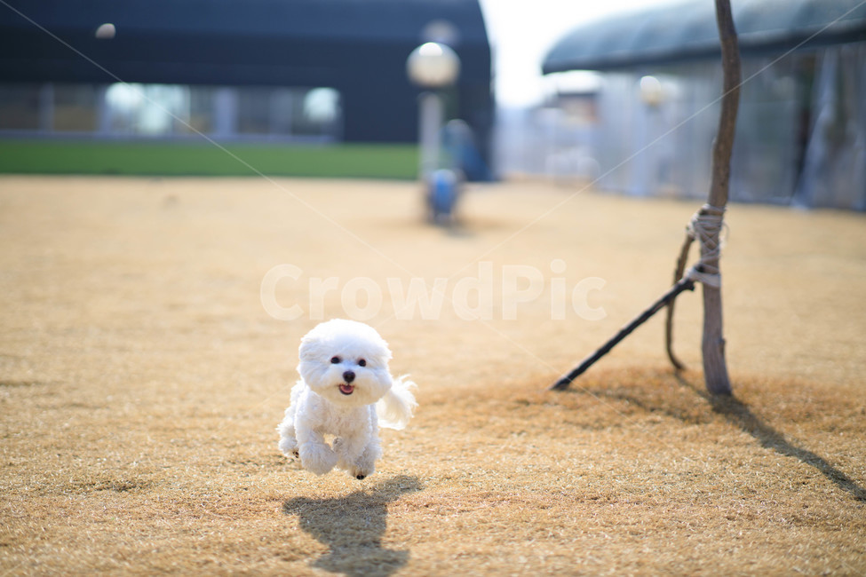 pet,강아지,비숑프리제,dog,개,play,비숑,동물,animal,포유류,mammal,개,강아지,dog,doggy