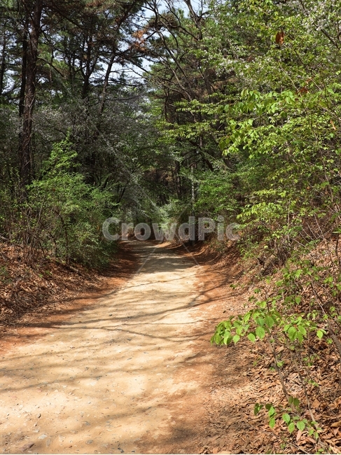 산책로,숲길,나무,길,산길,자연,풍경,nature,landscape,ground,바닥,path,통로,road,도로,gravel,자갈,dirt road,흙길