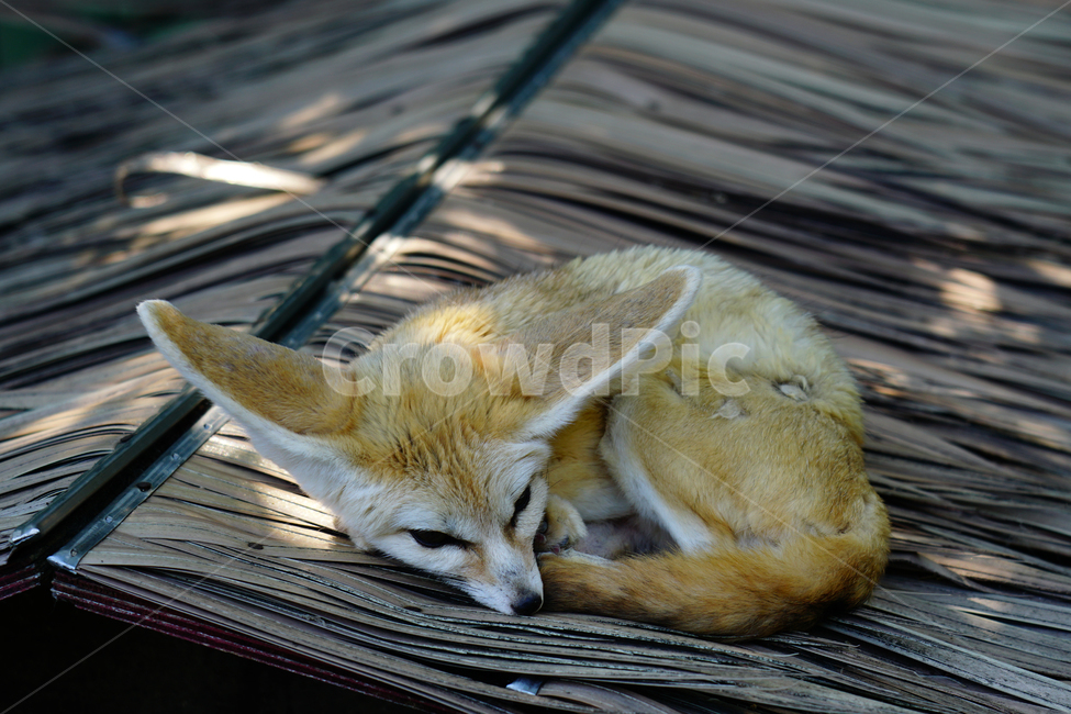 사막여우,여우,fox,페넥여우,fennecfox,포유류,육식동물,동물,animal,동물,animal,포유류,mammal