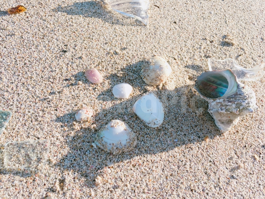 바다,해변,해수욕장,모래,모래사장,백사장,여름,겨울,햇빛,자연,자연광,조개,가리비,소라,뿔소라,유리,조각,유리조각,모래알,수집,콜렉션,해변,바다,beach,sea,감성,sensible,feeling