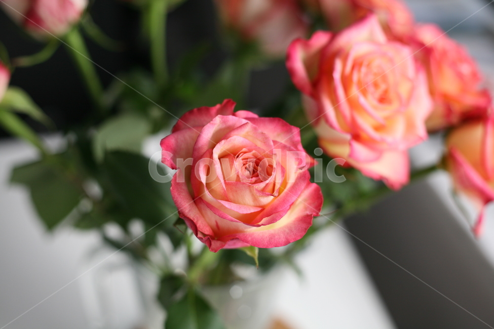 꽃,자연,장미,붉은색,flower,취미,플로리스