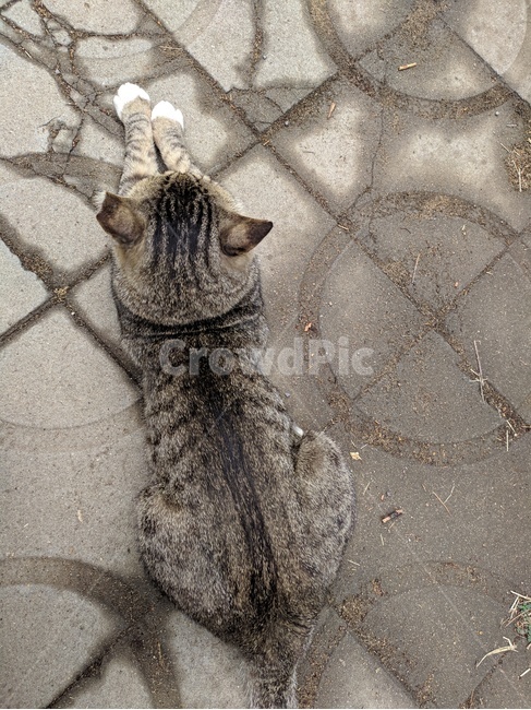 고양이,길고양이,대학교,cat,ねこ,동물,animal,포유류,mammal,고양이,cat,kitten,kitty