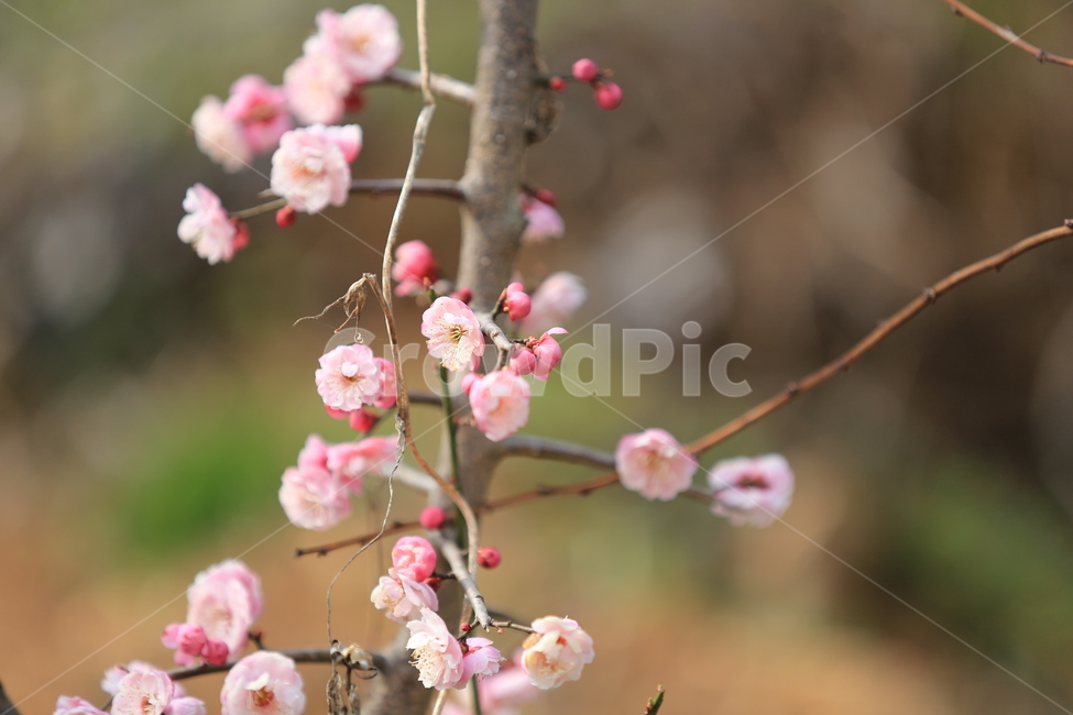 꽃,매화,식물,자연,홍매화,봄,봄,계절,spring,season,식물,자연,plants,nature,꽃,flower,plant